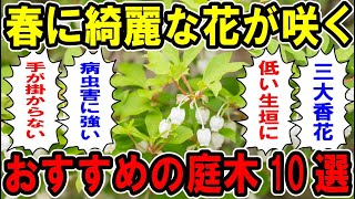 春に綺麗な花が咲くおすすめ庭木10選【お庭解説】