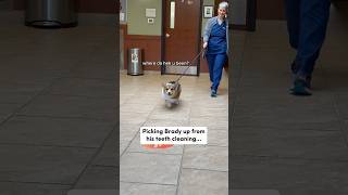 Corgi is Vocal \u0026 Loopy After Teeth Cleaning