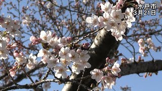 水戸で桜が開花【いばキラニュース】R2.3.23