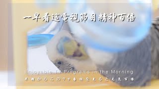 #178 快樂虎皮鸚鵡│你以為虎皮在聽你說話？ Budgerigar / Budgie sounds / Parakeet singing セキセイインコ 鸚哥 滋養丸 玩具 鳥籠周邊 鏡子 鸚鵡玩具