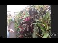 bromeliads and air plants nursery tour by don billington every picture tell story