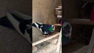 #pijeon #pijan #birds #pigeonpigeon #pijantung #kabootar #bride #kabutar #briding #shortvideo