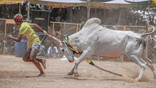 கடைசி ஒரு நிமிடம் 😱💥 V மலம்பட்டி வட மஞ்சுவிரட்டு 2023 || Vadamanjuvirattu 2023 | jallikattu