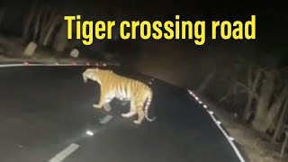 Royal Bengal Tigers crossing road at night #Save Tiger