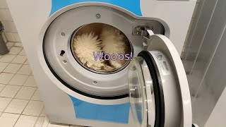 What will happen?? Washing a sheepskin rug in a washing machine!!