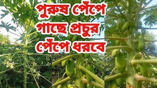 পুরুষ পেঁপে গাছে পেঁপে ধরবে প্রচুর পরিমাণে