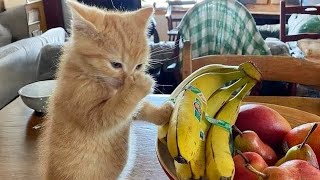 Unexpected Laugh with these Cats 😹 Best Funny Cat Videos 2024🤣