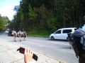 almabtrieb im berchtesgadener land bayern deutschland kühe