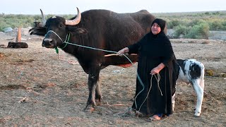 حرامية يسرقون اغلى جاموسه عند الحجية فاطمه في وقت متأخر من الليل وفاطمة تفقد أعصابها