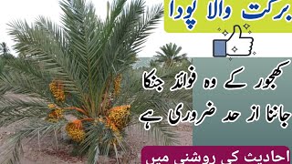 Barkat wala paudha | khajoor ka poda | khajoor ke fayde | dates benefits | dates plant growth | ctv