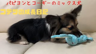 【パピヨンとコーギーのミックス犬】愛犬に久しぶりにおもちゃをプレゼントしました　I gave my dog a toy for the first time in a long time