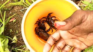 CRAB HUNTING | ഞണ്ട് കൈ ഇറുക്കി മുറിച്ചു 😭| KERALA NEW| MAD COOK MASTER