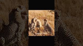 Cheetah | Cheetah Videos for kids | Cheetah #oddlysatisfyingvideo #shorts #Cheetah