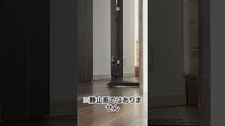 まったく動かない猫　今日のキジトラ猫もみちゃん  2024/10/30 #shorts