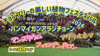 【タイの植物フェア】チョンブリーの美しい植物フェスティバル、2024！！！アンスリウム、フィロデンドロン、モンステラ、斑入り植物