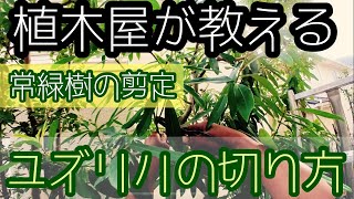 植木屋が教える常緑樹の剪定【ユズリハ編】植ってる場所を考慮しての剪定とお客様の希望