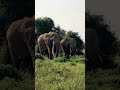 Amboseli Super-tusker Elephant 