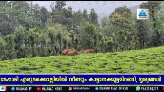 MALANAD NEWS -മേപ്പാടി എരുമക്കൊല്ലിയിൽ വീണ്ടും കാട്ടാനക്കൂട്ടമിറങ്ങി, ദൃശ്യങ്ങൾ