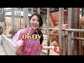 어서와 선진은 처음이지 ㄹㅇ소농장 체험 리뷰 ✨ 보러오🐮