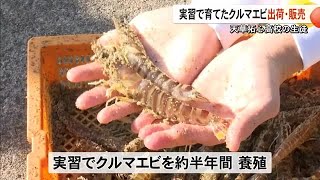 天草拓心高校の生徒が実習で育てたクルマエビ出荷・販売【熊本】 (25/01/16 19:00)