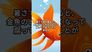 夏に注意する金魚の病気5選！#金魚#病気