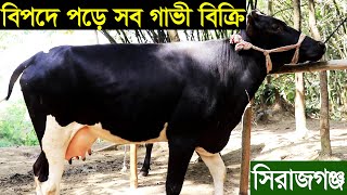 সিরাজগঞ্জের প্রান্তিক খামারি বিপদে পড়ে খামারে সব গাভী বিক্রি করে দিচ্ছেন। গাভীর দাম জানুন