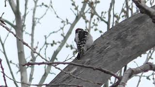 Drumming Woodpeckers