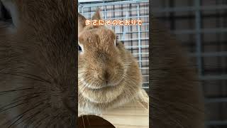 卯年→辰年へバトタッチするからもなかさん #animal #rabbit #funny #うさぎちゃん #2023 #2024 #辰年