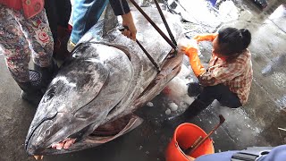 Havest 400KG Giant Bluefin Tuna- Catch Hundred  Tuna Fish in Sea