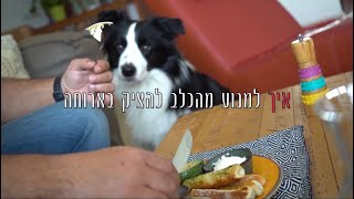 איך ללמד כלב לא להציק בארוחה - It's all about Dogs