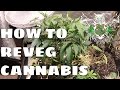 How to Reveg Cannabis After Harvest | Revegging Your Cannabis Plant Tutorial