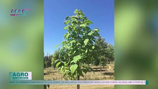 PLANTAȚIILE DE PAULOWNIA