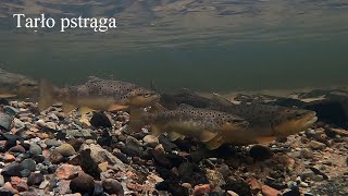 Tarło pstrągów potokowych. Spawning Brown Trout