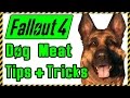 Fallout 4: Dog Meat Tips & Tricks