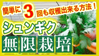 【シュンギクの無限栽培】簡単に3回も収穫出来る方法！　～狭い庭で家庭菜園～