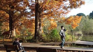 東京紅葉散歩　石神井公園を歩く　2020/11/30  51