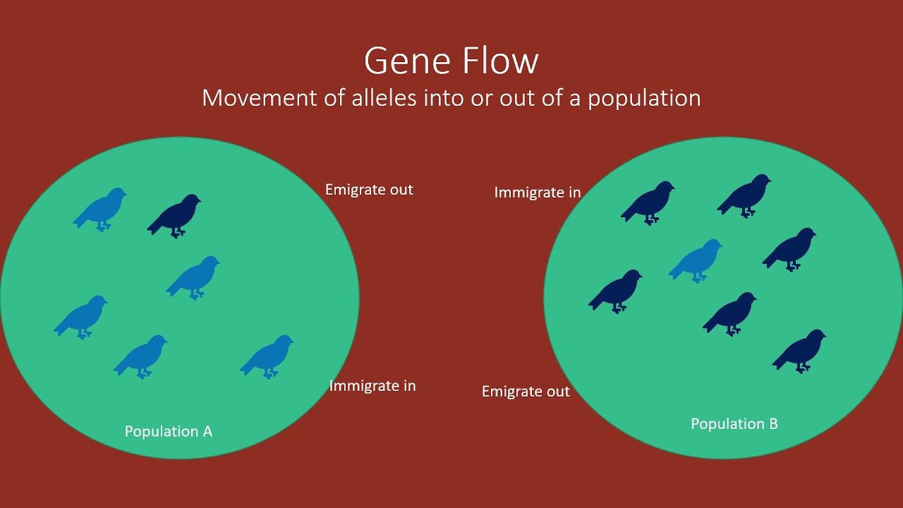 19.2 - Population Genetics - YouTube