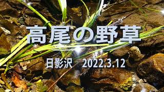 高尾の野草　ネコノメソウなど