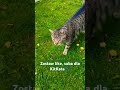 Kocurek KitKat wyszedł pierwszy raz z domu🙀🐈🐾 #viralvideo #cat #funny #shorts #kot #catlover #kotek