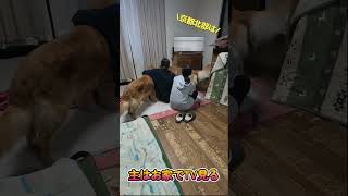 [犬の気持ち]明日の天気は雪。#shorts