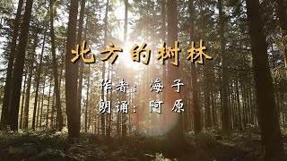 诗歌永远是人类的精神食粮，推送一首海子的朦胧诗《北方的树林》