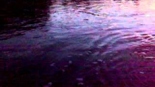 2010 CARLOGIE, RIVER DEE CLIP 2