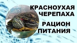 Рацион правильного питания КРАСНОУХИХ ЧЕРЕПАХ! Сколько раз в день нужно кормить...