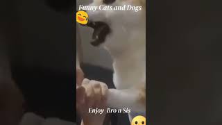 New Funny Videos 2023 😍 Wow Animals 2022 😂 Funniest Cats and Dogs 😺🐶 Part 10  Wow Pets Family