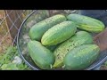 harvesting our juicy cucumbers