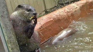 遊ぶコツメカワウソ大家族②（埼玉県こども動物自然公園）Otter Family