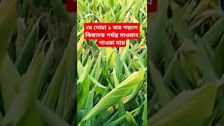 যে দোয়া একবার পড়লে কেয়ামত পর্যন্ত সওয়াব পাওয়া যায় #তারেক_মনোয়ার_ওয়াজ #subscribe #shorts