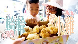 【鳥先生\u0026鳥夫人】雞寶輪輪養小雞．小雞嚇死了啦