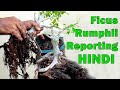 BODHI TREE BONSAI FICUS RUMPHII BONSAI || बौद्धिक ट्री का बोन्साई कैसे बांये जानिए हिंदी में