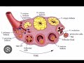 @cow reproduction hormones @ਗਊ ਪ੍ਰਜਨਨ ਹਾਰਮੋਨ